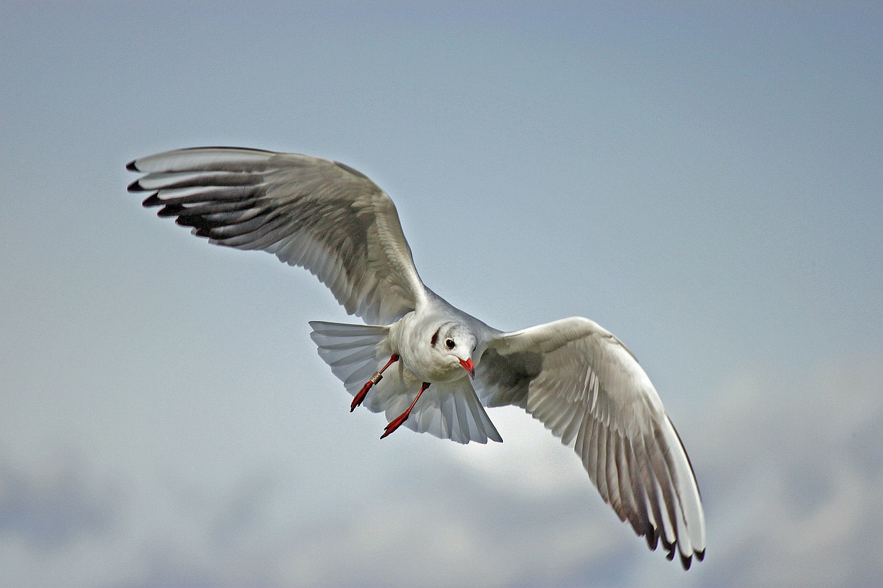 Image - seagull lake balaton nature bird