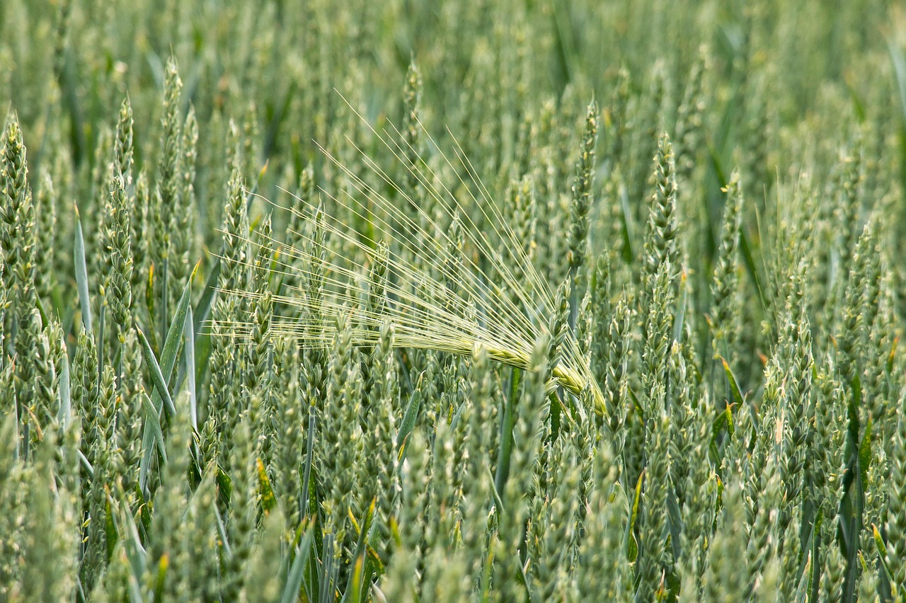 Image - wheat barley cereals grain spike