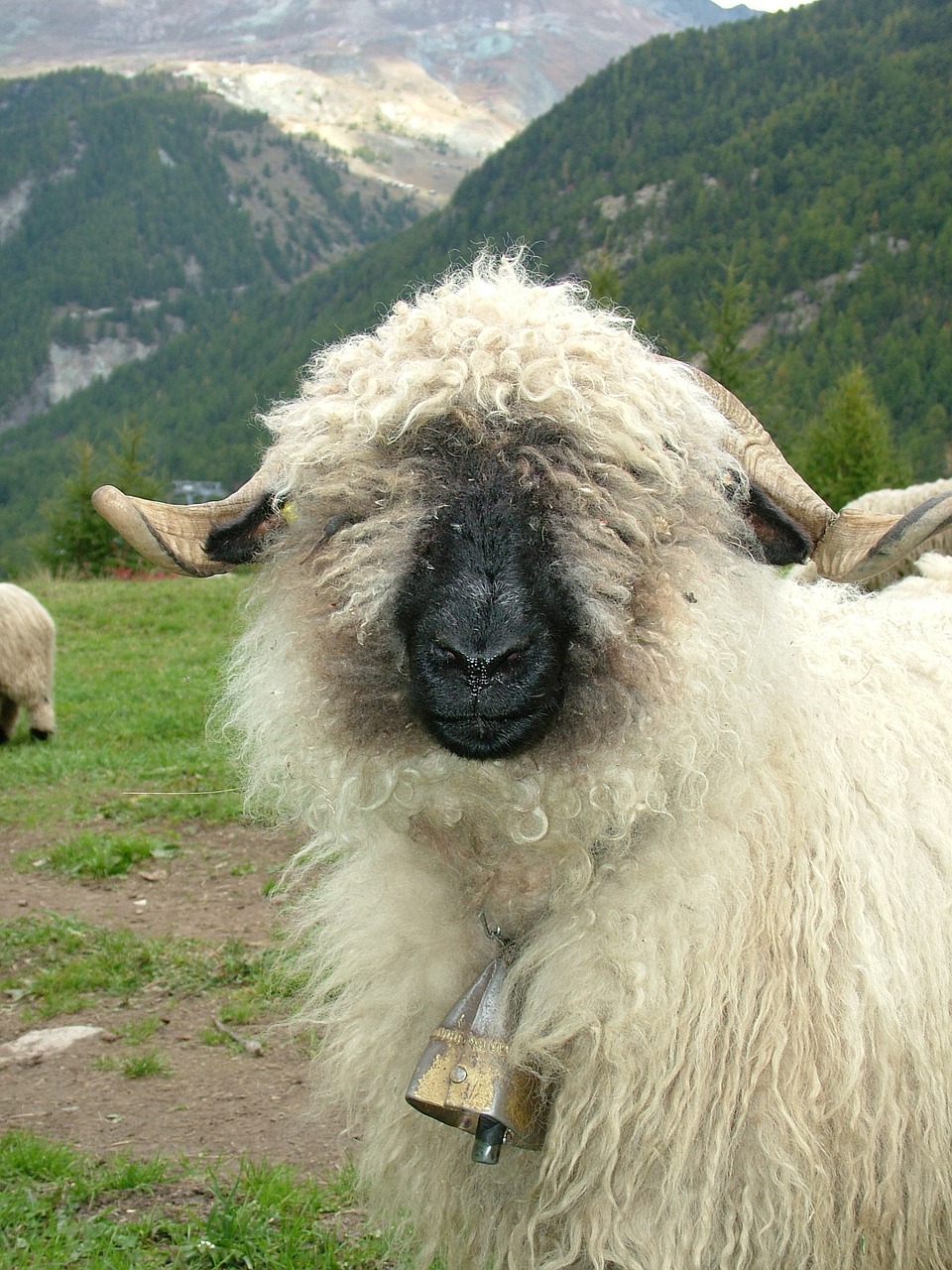 Image - animal sheep black nosed sheep