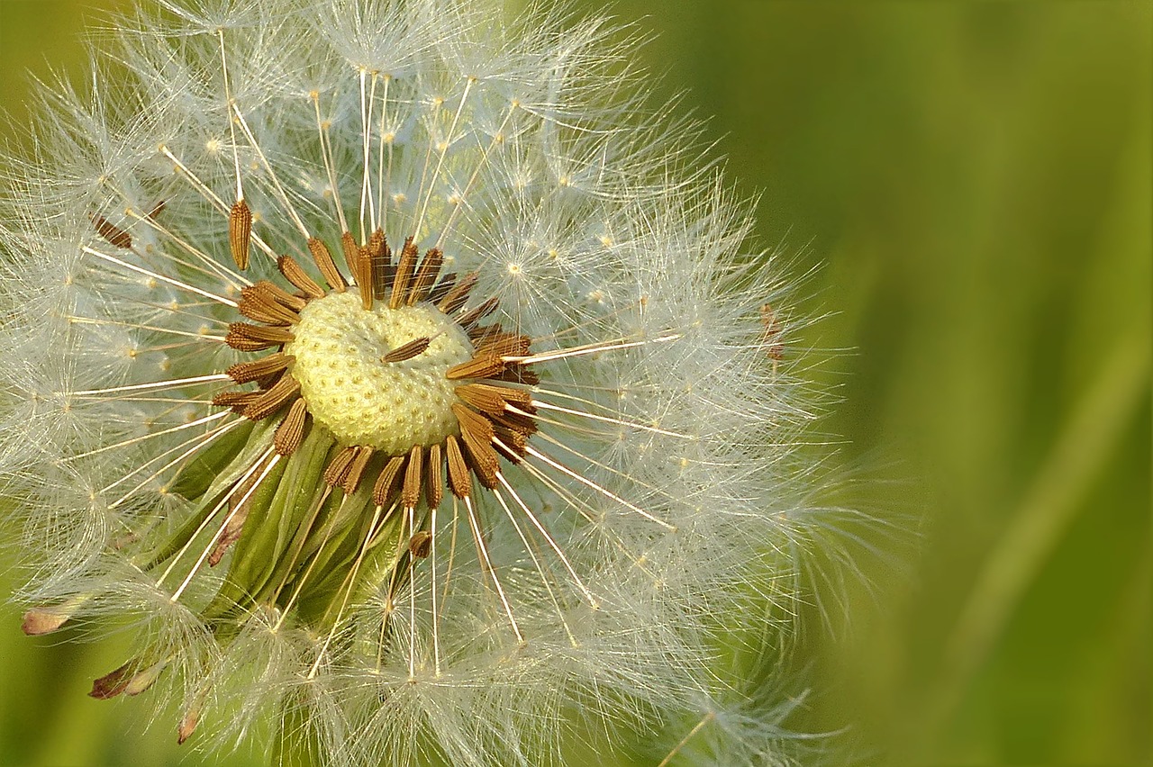 Image - dandelion meadow flower seeds