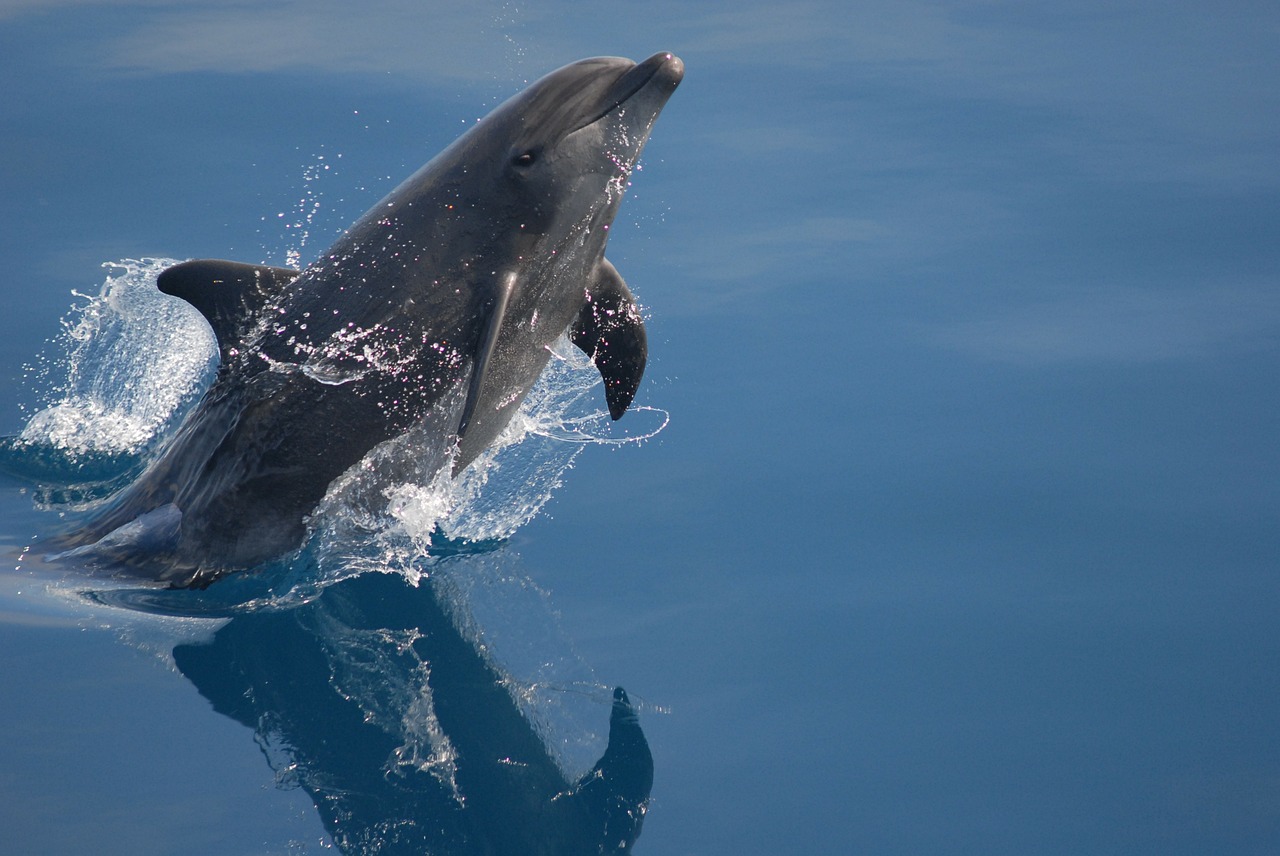 Image - bottlenose dolphin sea ocean water