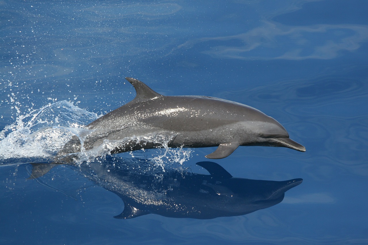 Image - dolphin swimming jumping reflection