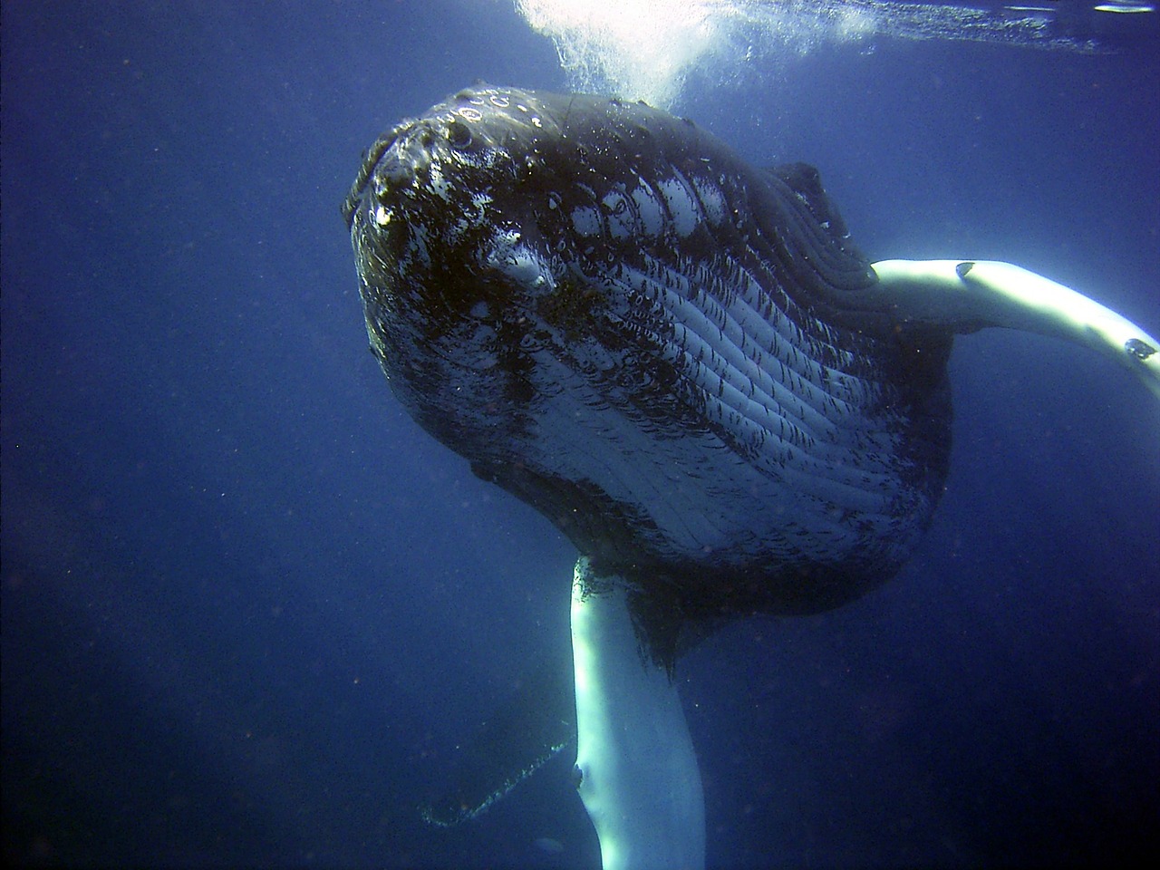 Image - humpback whale sea ocean water