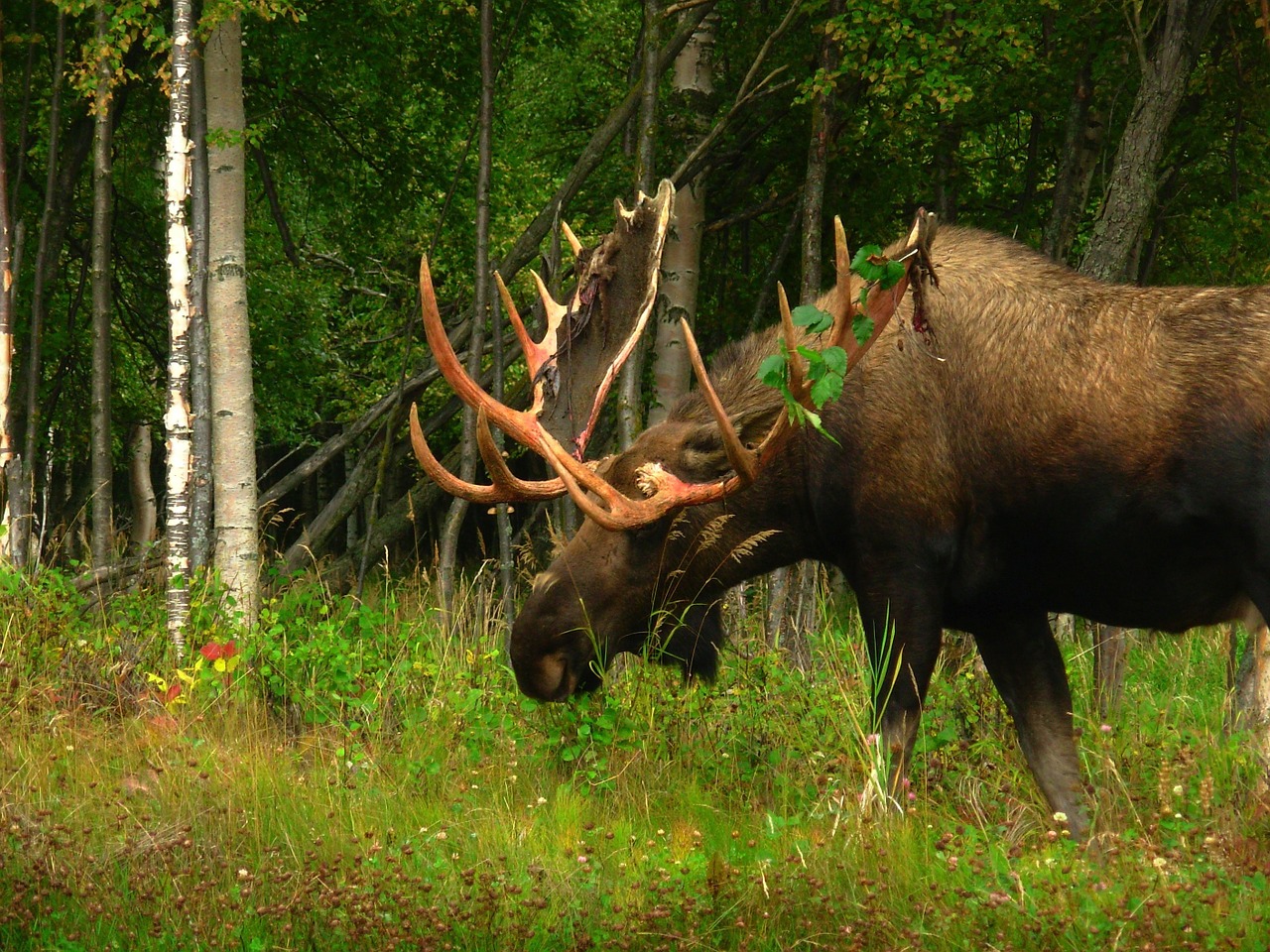Image - alaska moose animal wildlife