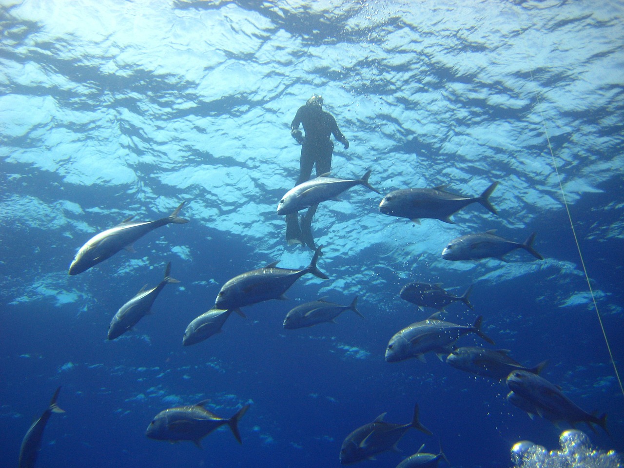 Image - sea ocean water light diver fish