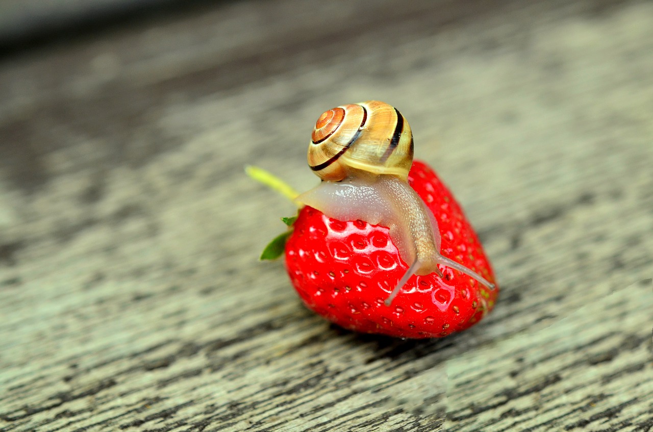 Image - strawberry snail tape worm animal