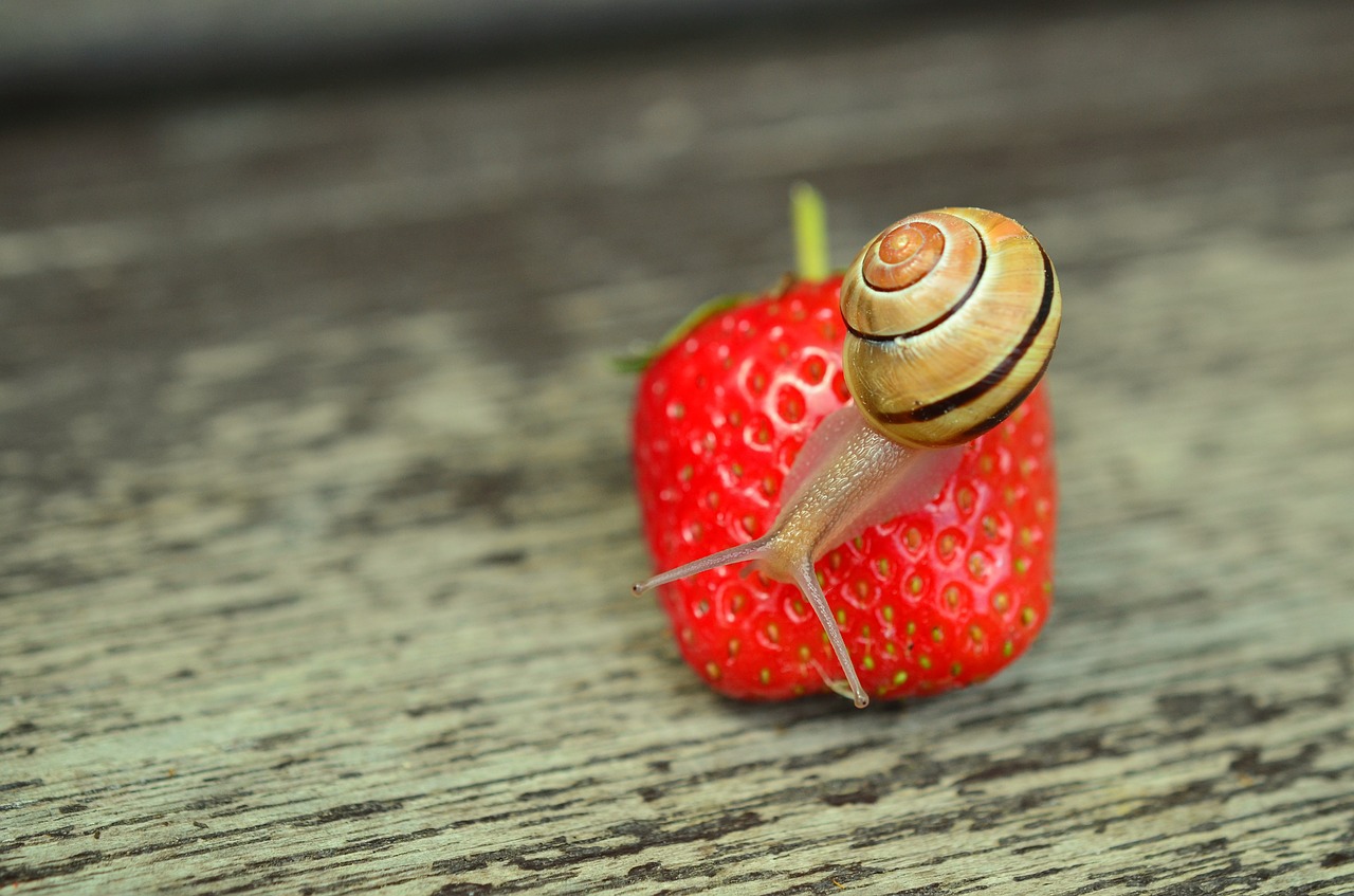 Image - strawberry snail tape worm garden