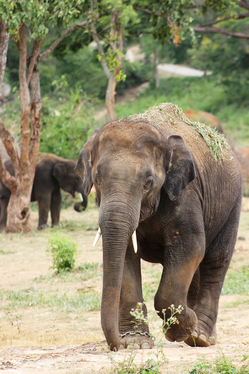Image - elephant big nature wildlife