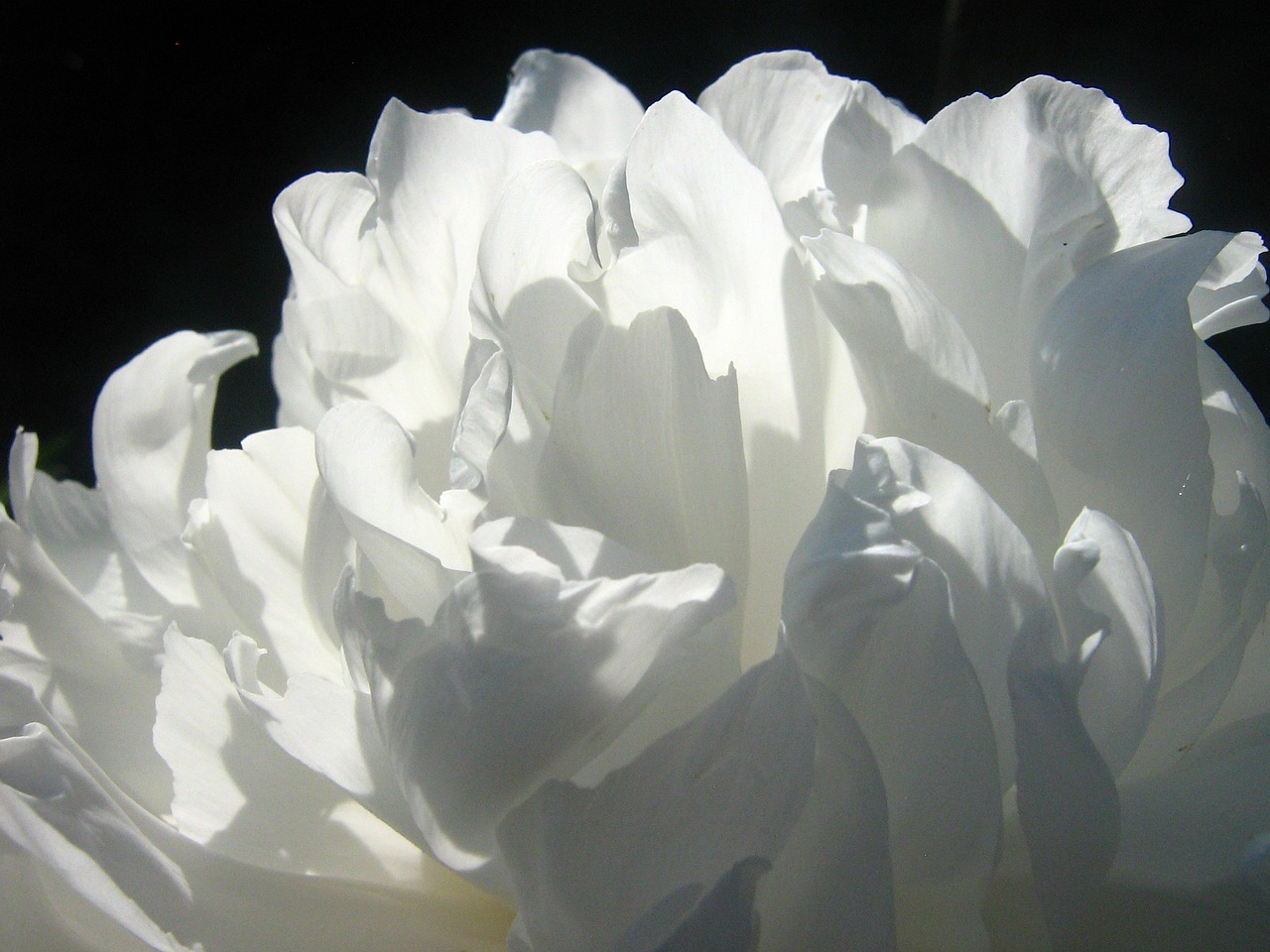 Image - peony flower white summer