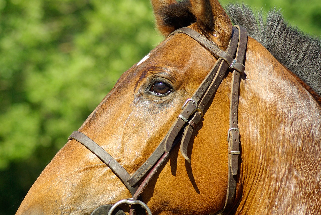 Image - horse flange horseback riding