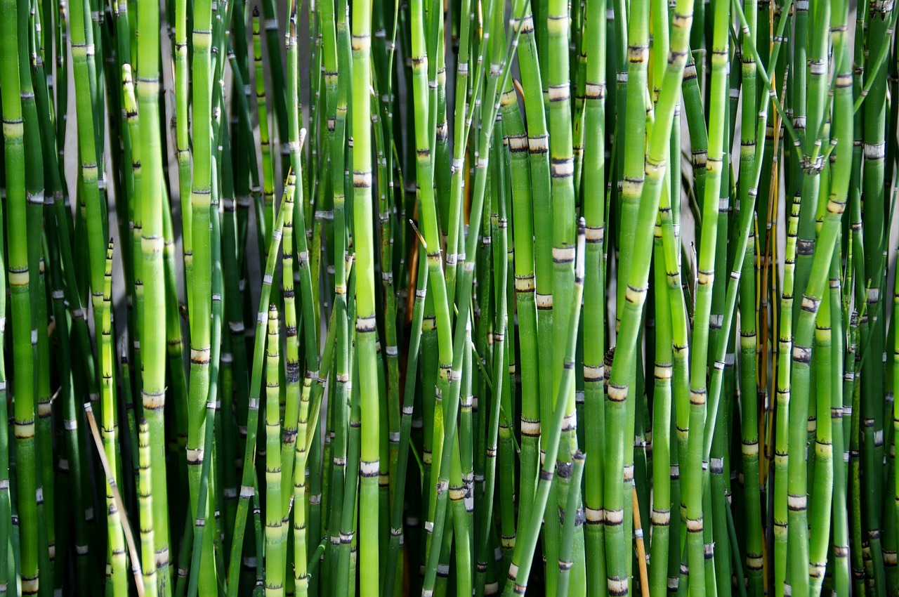 Image - bamboo plant reed green