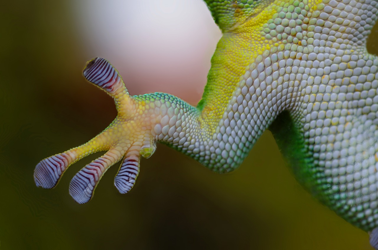 Image - gecko hand sticky nature reptile