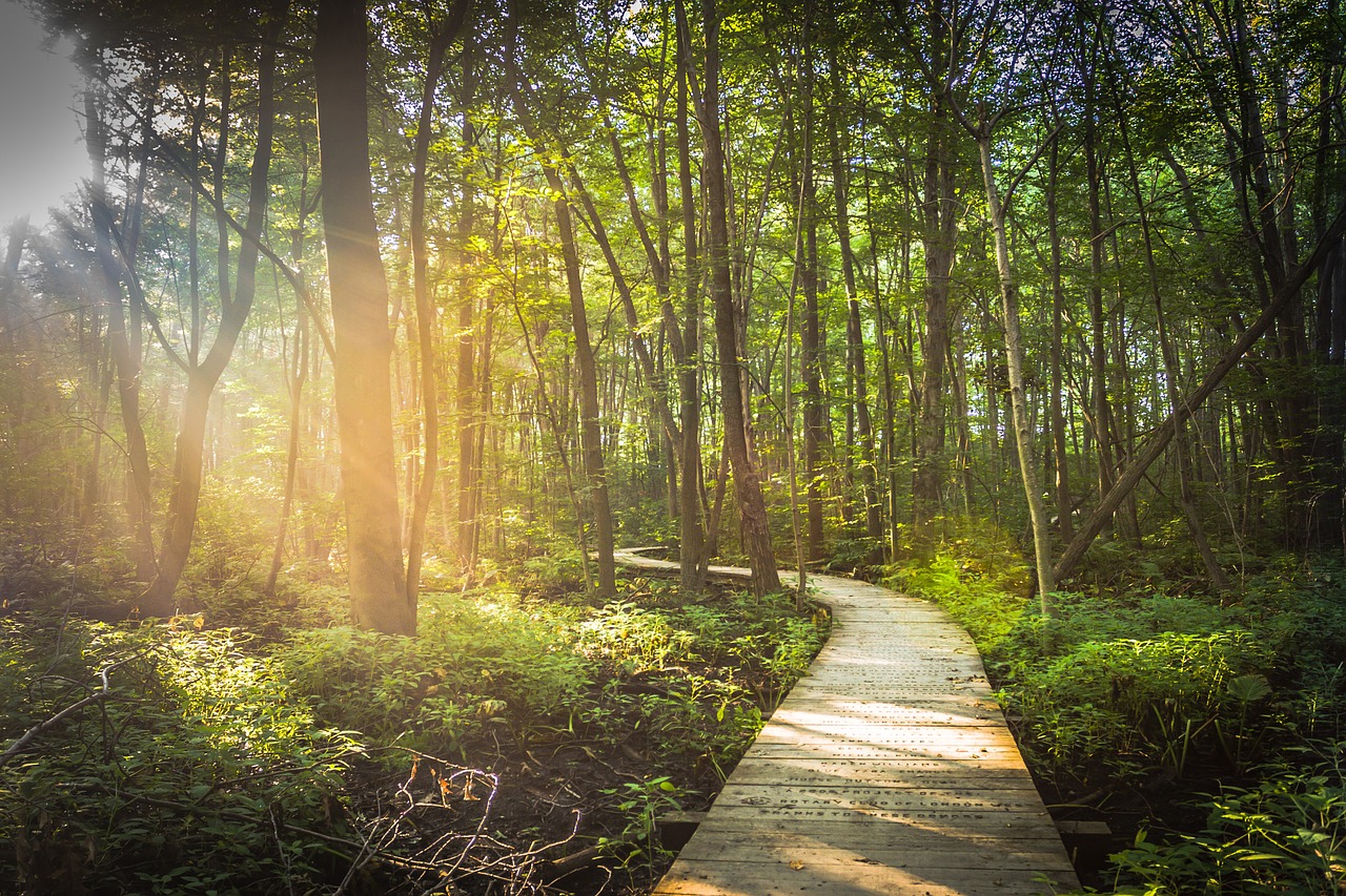 Image - boardwalk path forest trees wood