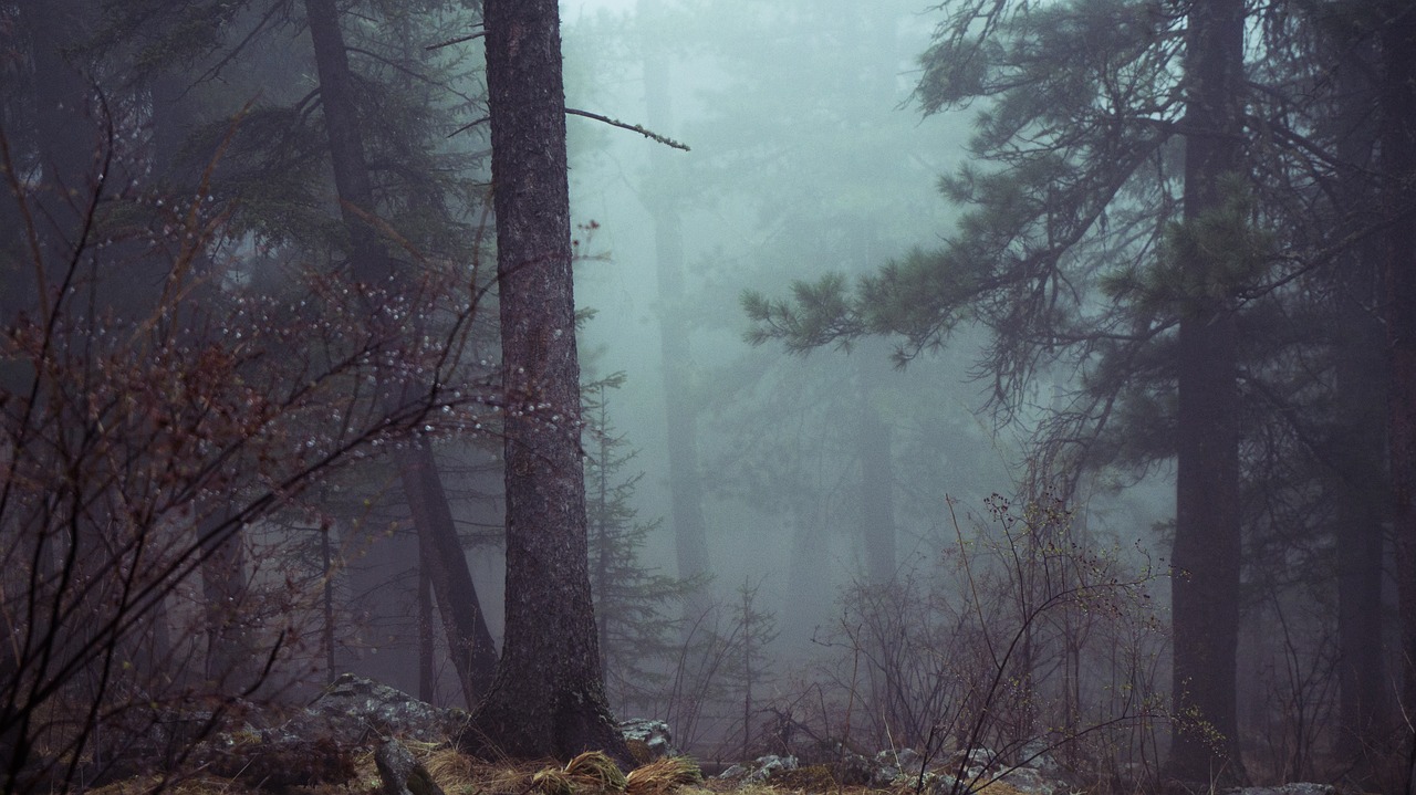 Image - forest trees mystic misty