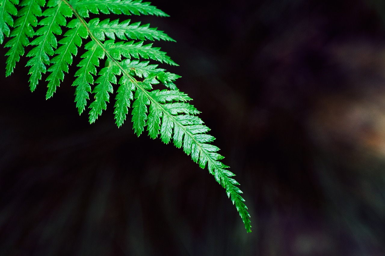 Image - fern brake plant green leaf