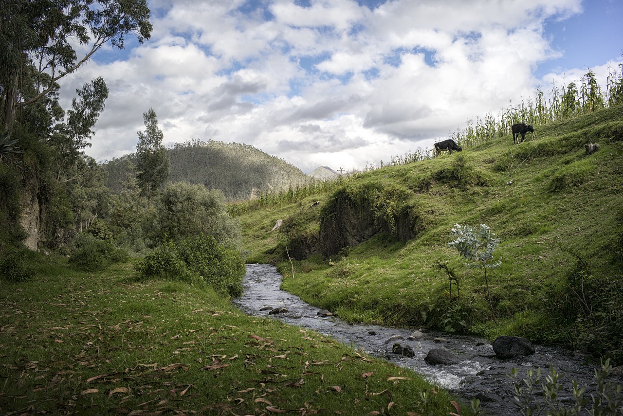 Image - stream creek pasture livestock