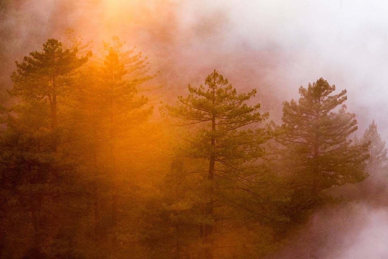 Image - pine trees conifers forest