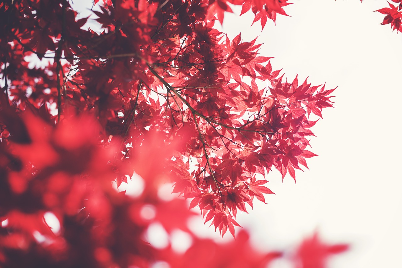 Image - maple leaves red autumn fall