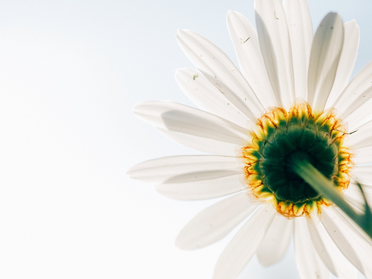 Image - daisy flower plant perspective