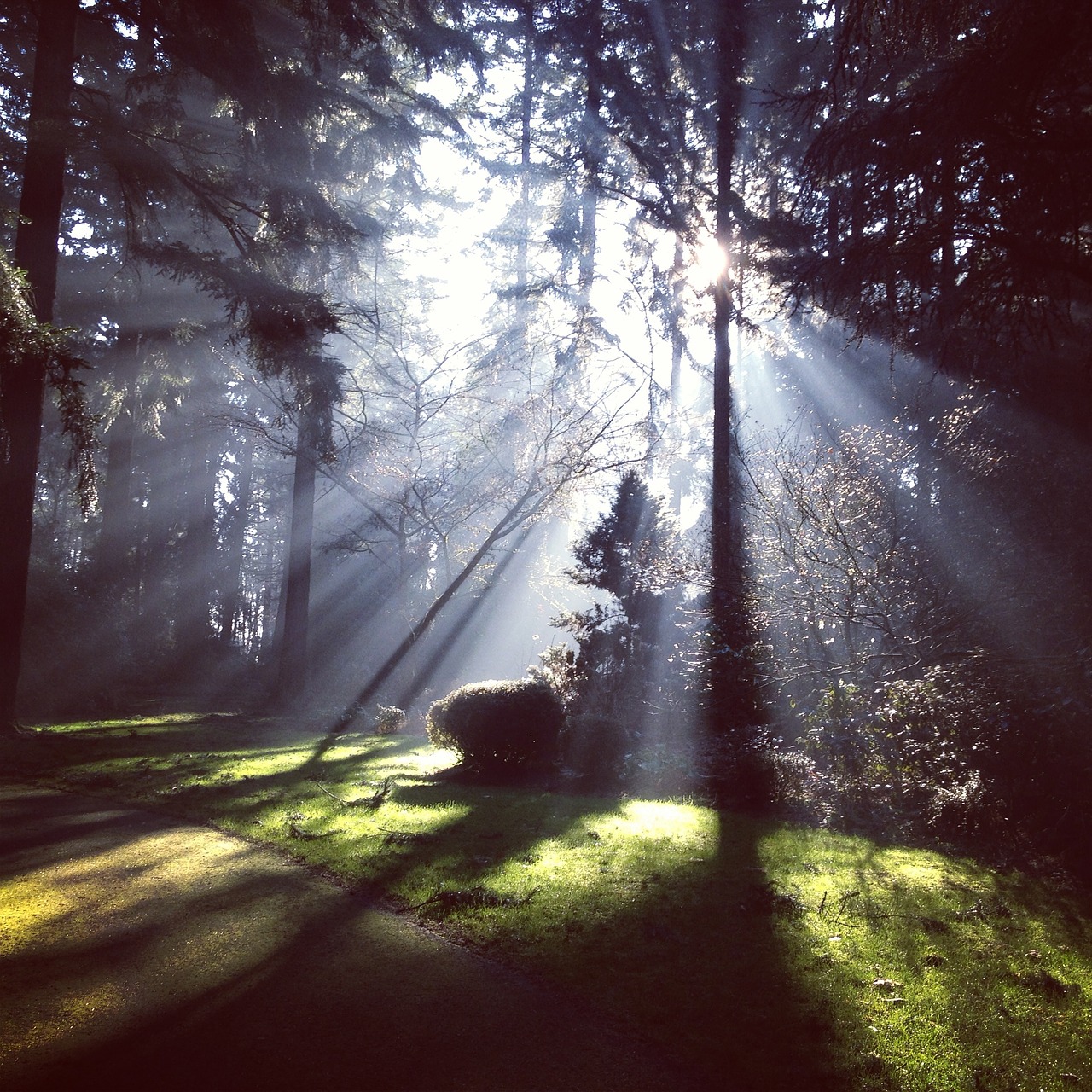 Image - rays sunlight light sunshine