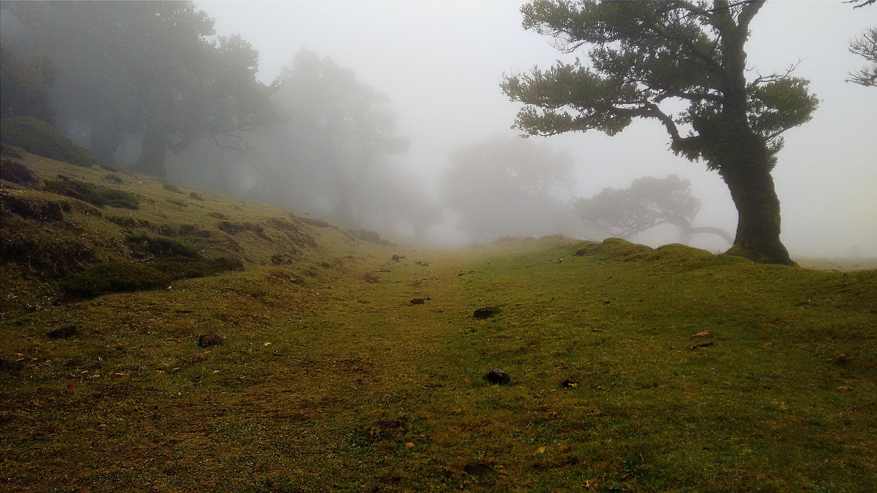 Image - hill fog trees meadow grass