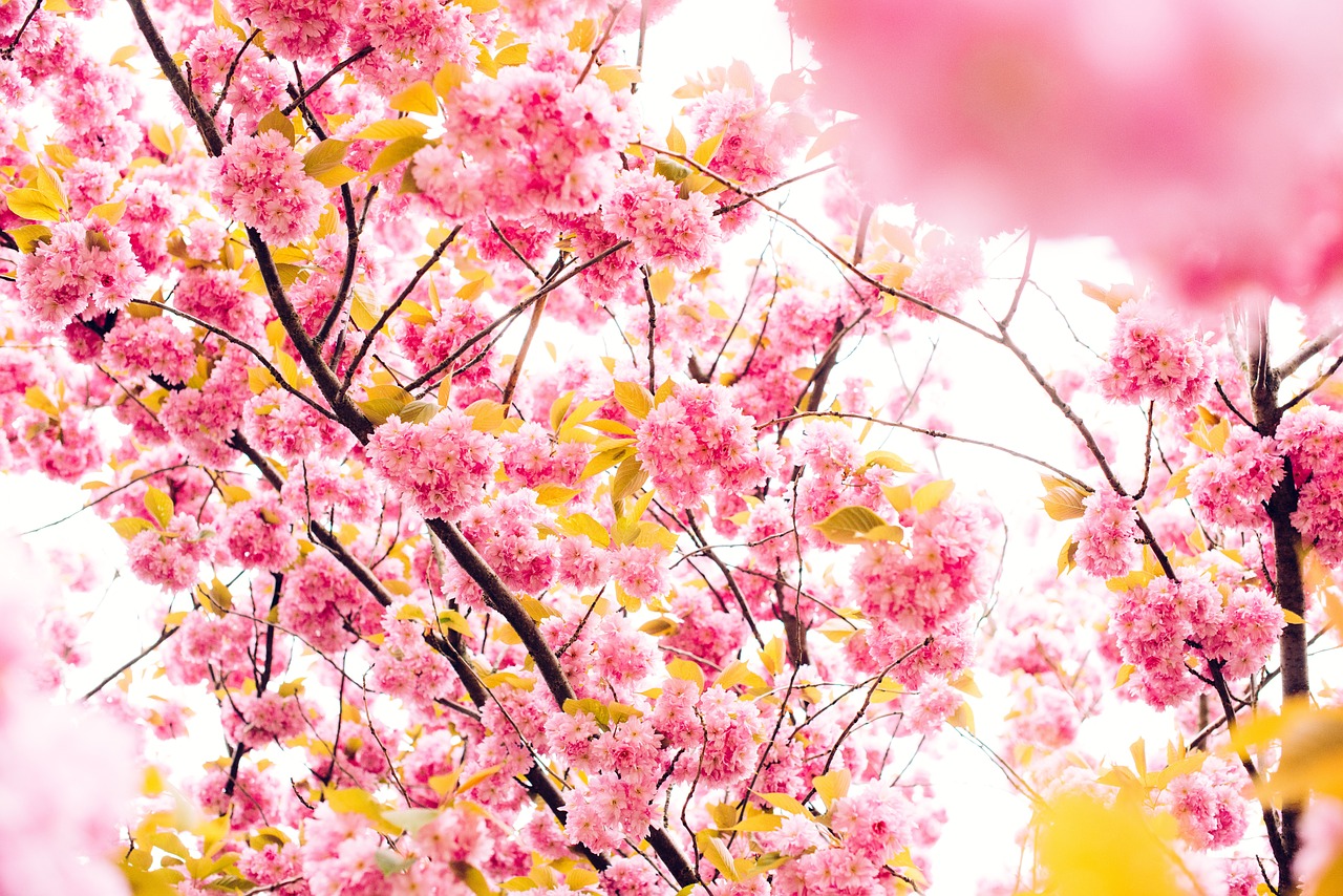 Image - cherry blossoms tree pink bossom