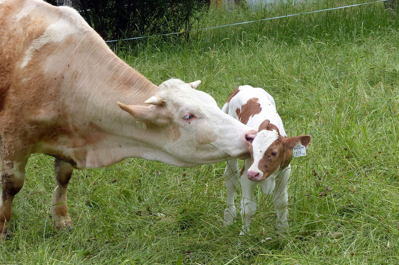 Image - calf cow beef simmental cattle