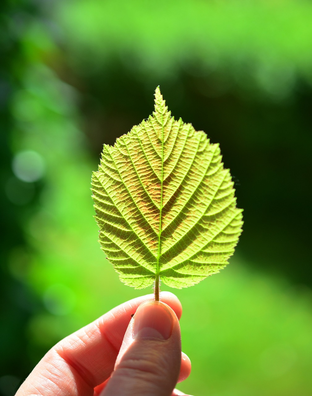 Image - leaf back light close