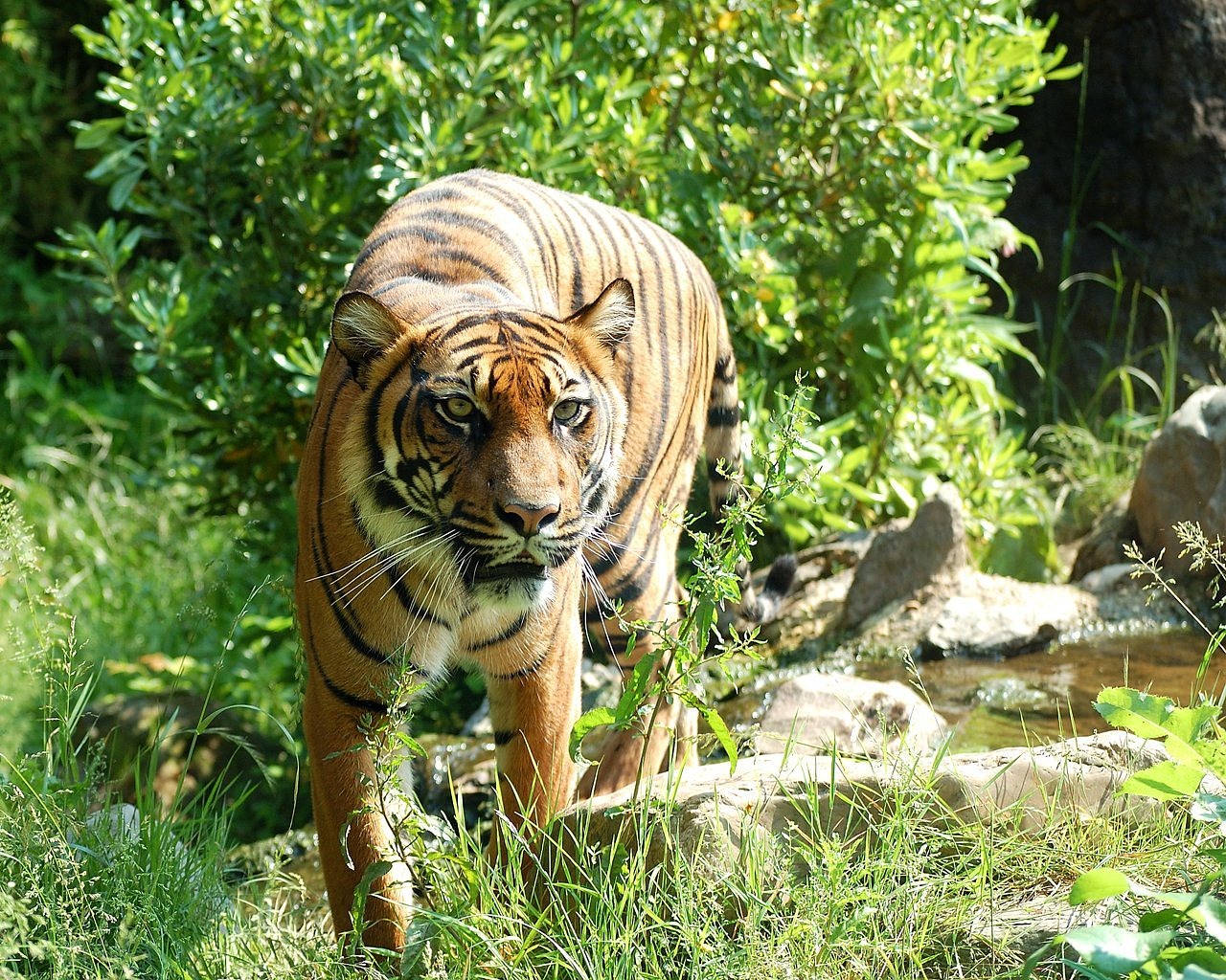 Image - tiger sumatran tiger cat predator