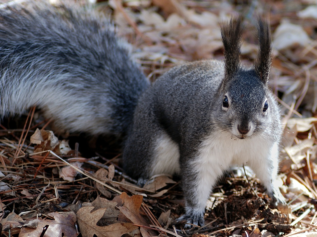 Image - squirrel nature outside close up