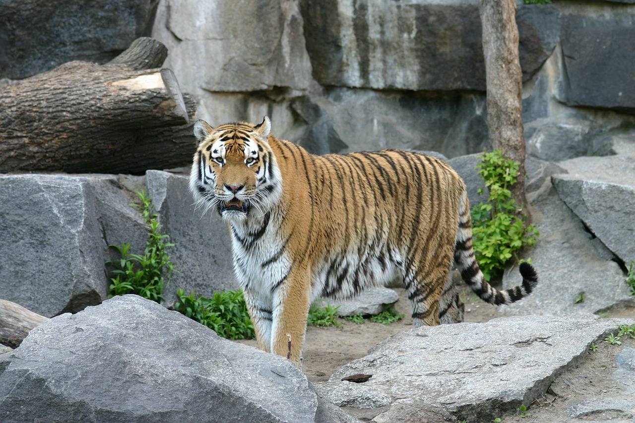 Image - tiger sumatran tiger cat predator