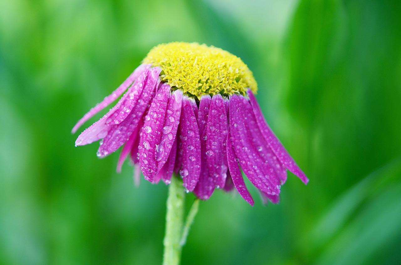 Image - flower pink summer plant floral