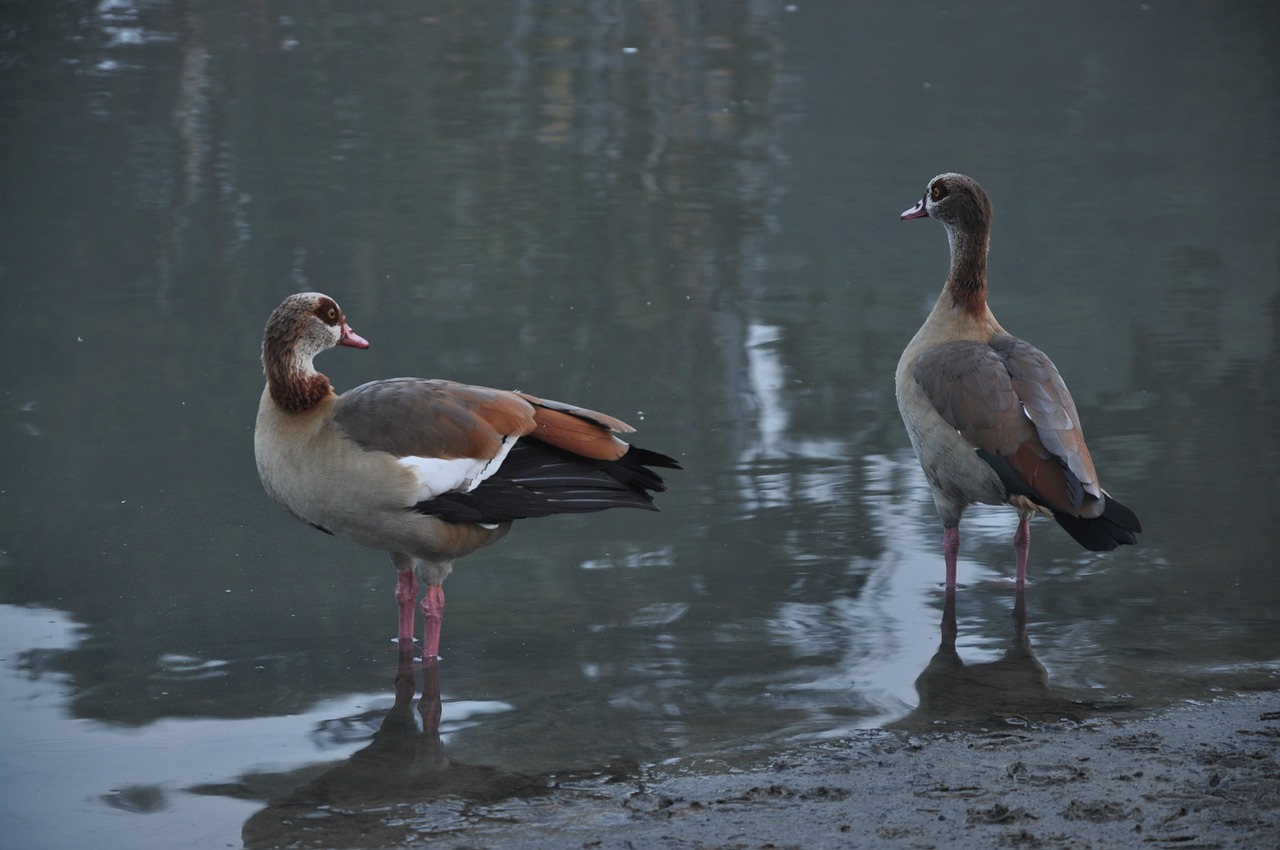 Image - ducks bird water nature wing