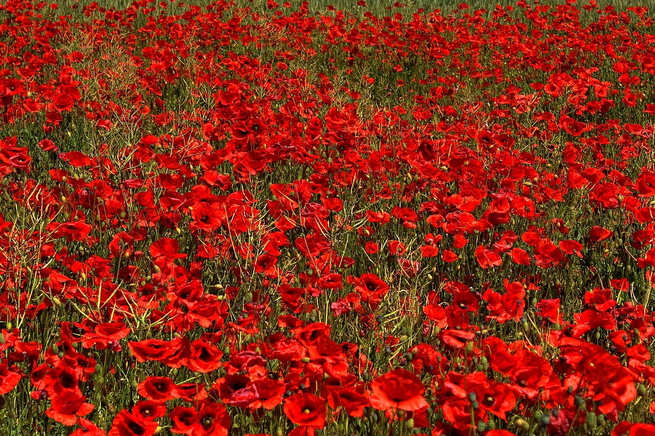 Image - poppy brandenburg flower germany