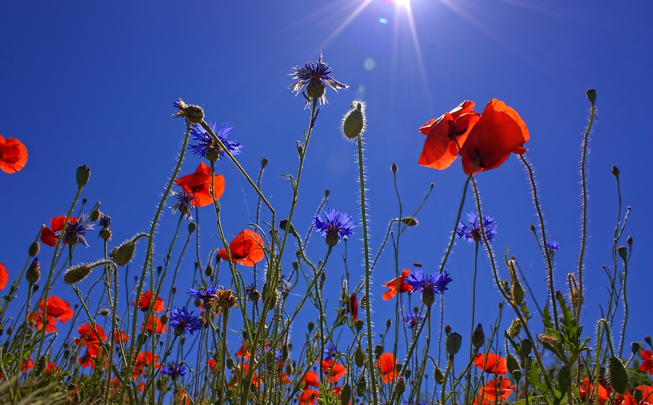 Image - field of poppies sun spring nature