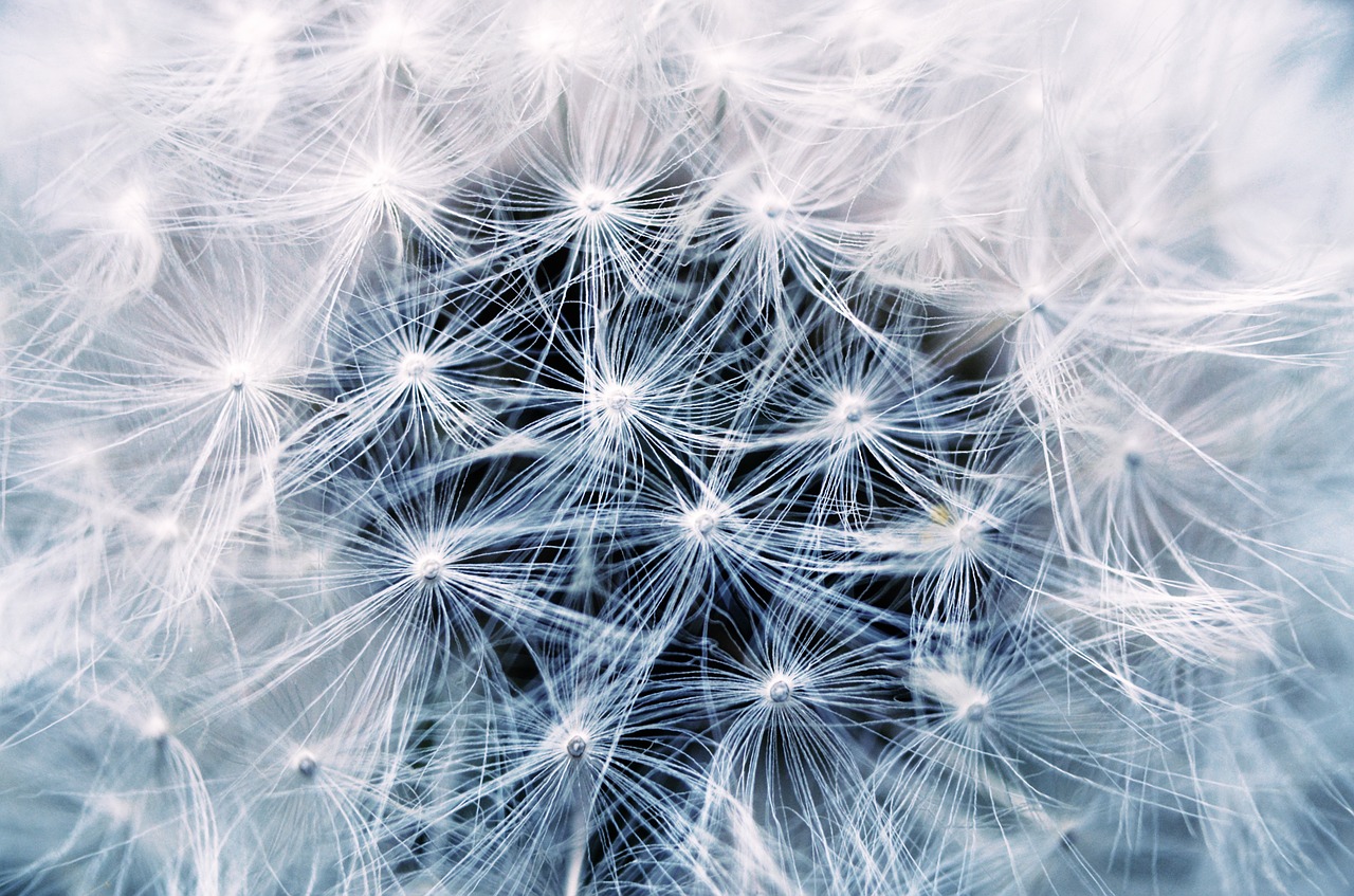 Image - dandelion seeds pointed flower