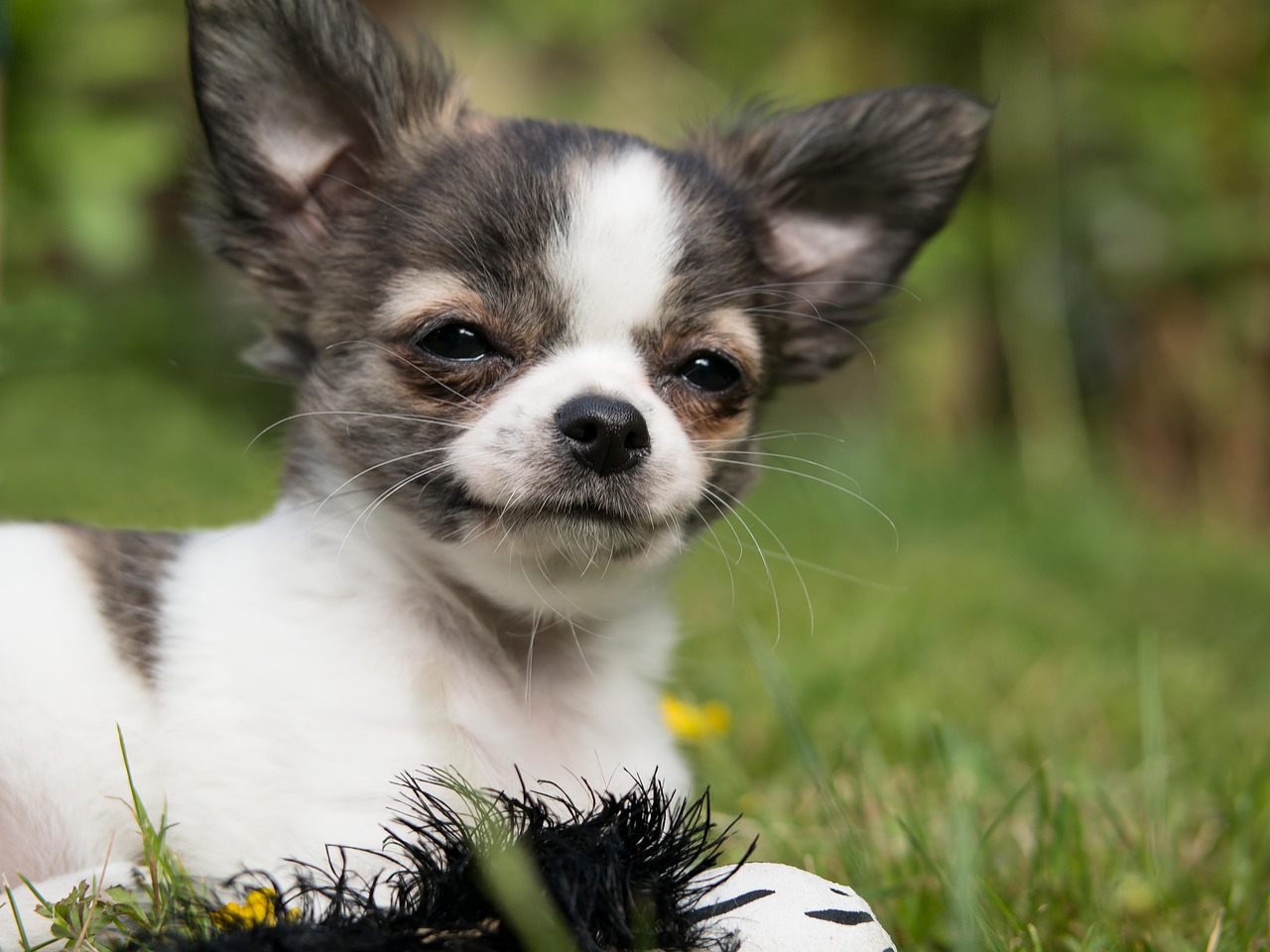 Image - chihuahua dog puppy baby play