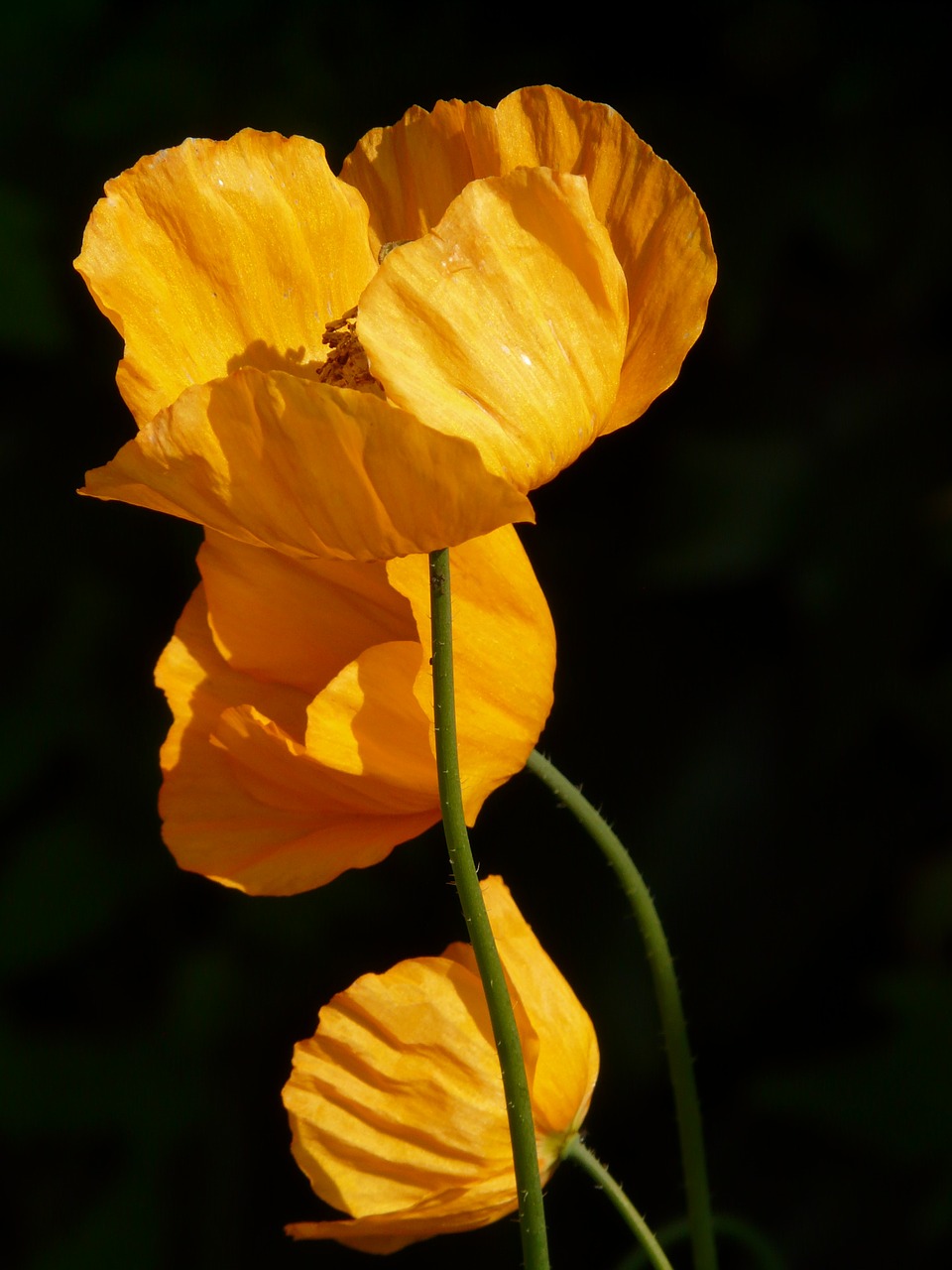 Image - iceland poppy poppy flower plant