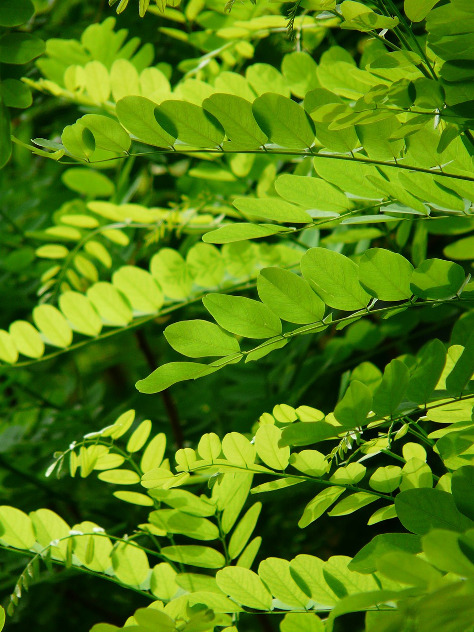 Image - leaves green common maple