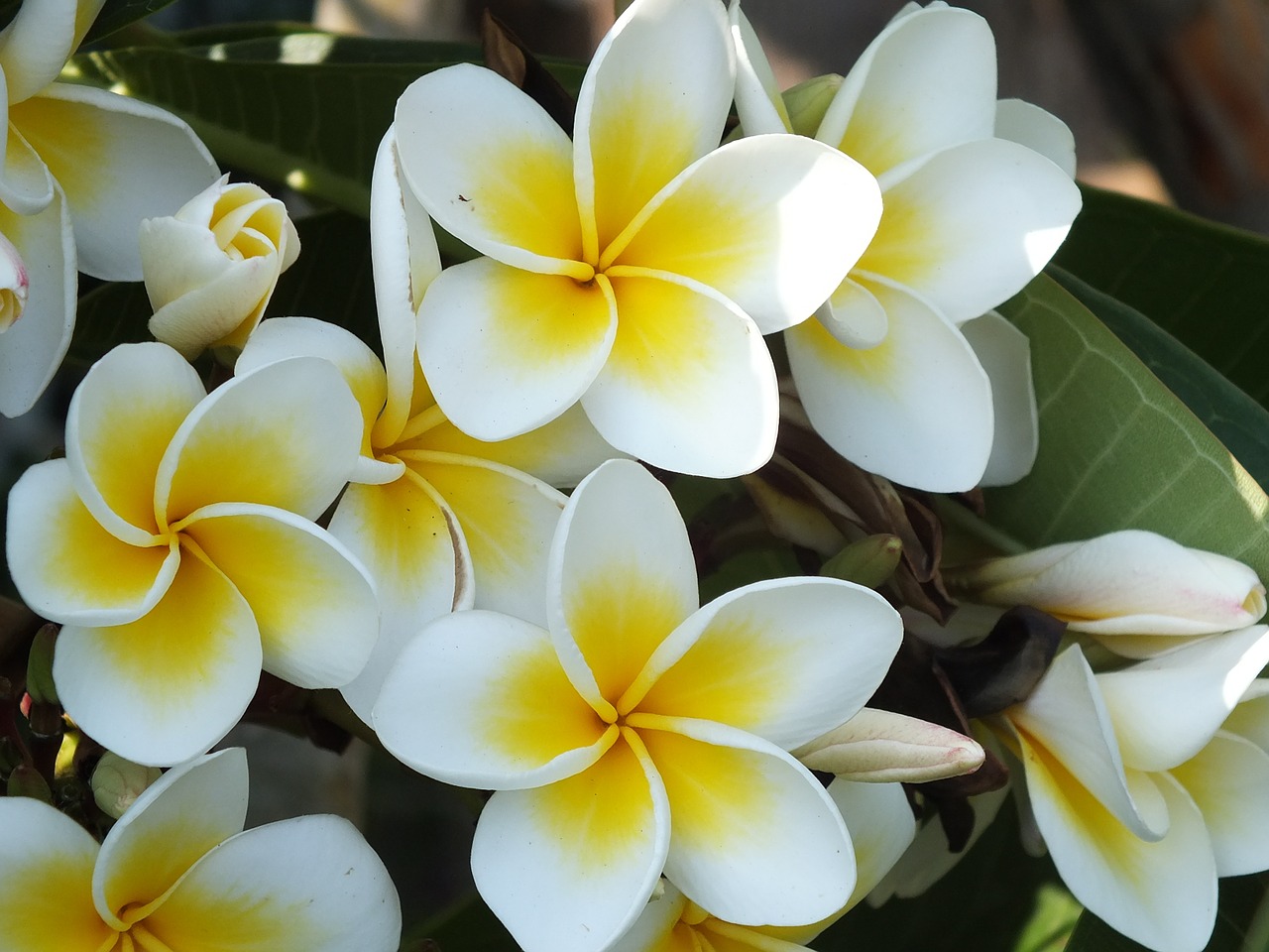 Image - plumeria red jasmine white flower