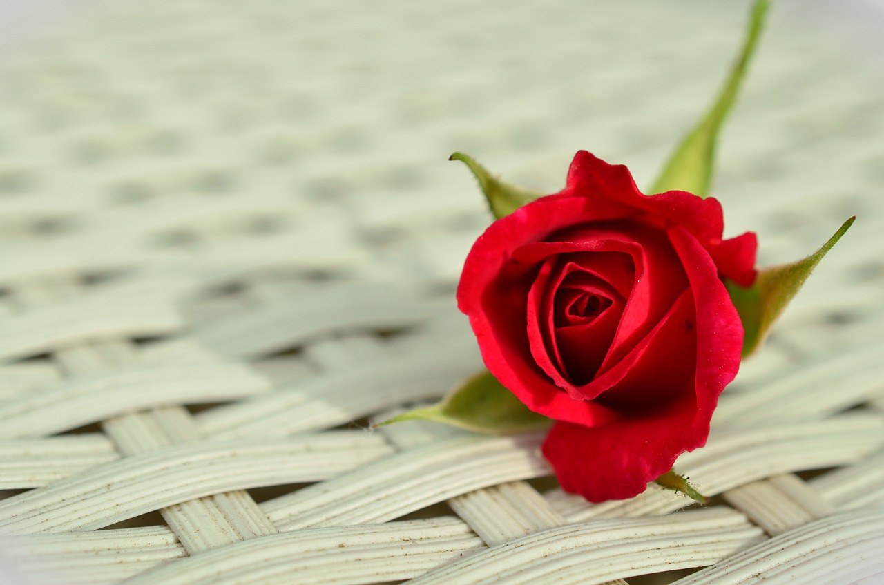 Image - rose red rose romantic rose bloom