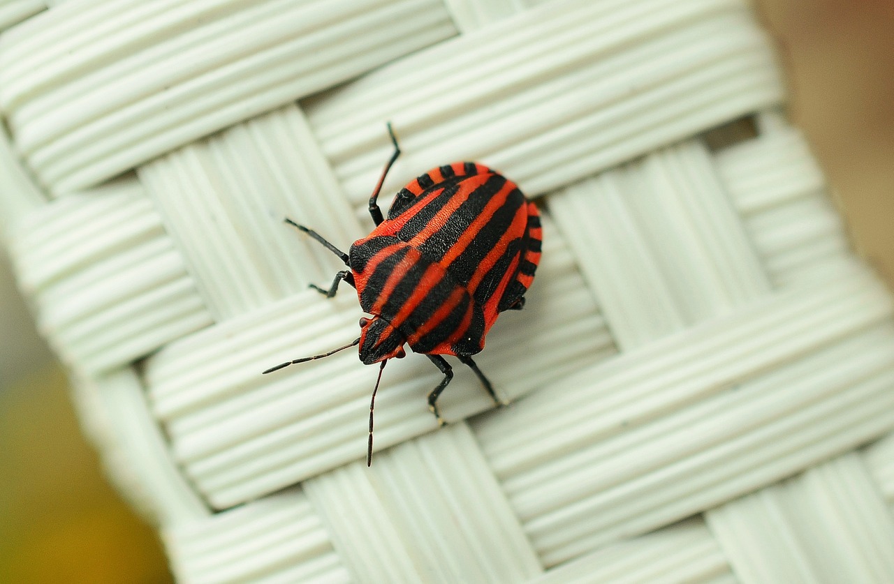 Image - strip bug bug macro insect red