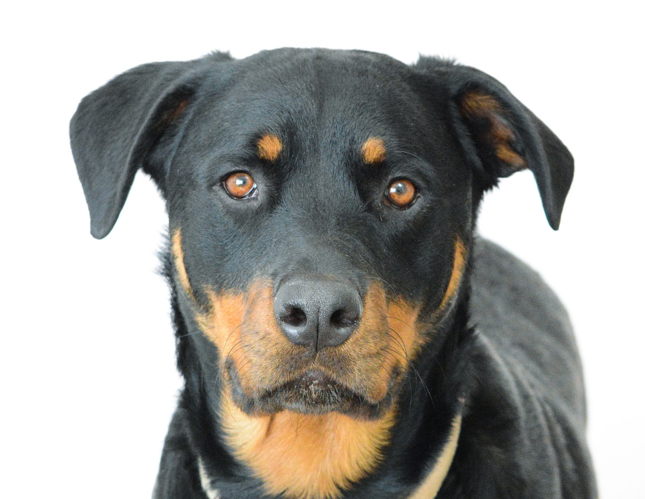 Image - rottweiler dog canine face animal