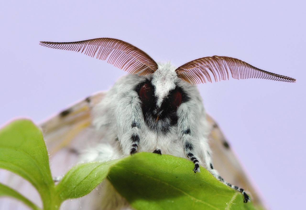 Image - butterfly insect colorful moth