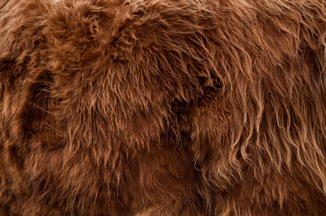 Image - highlander animal fur backdrop