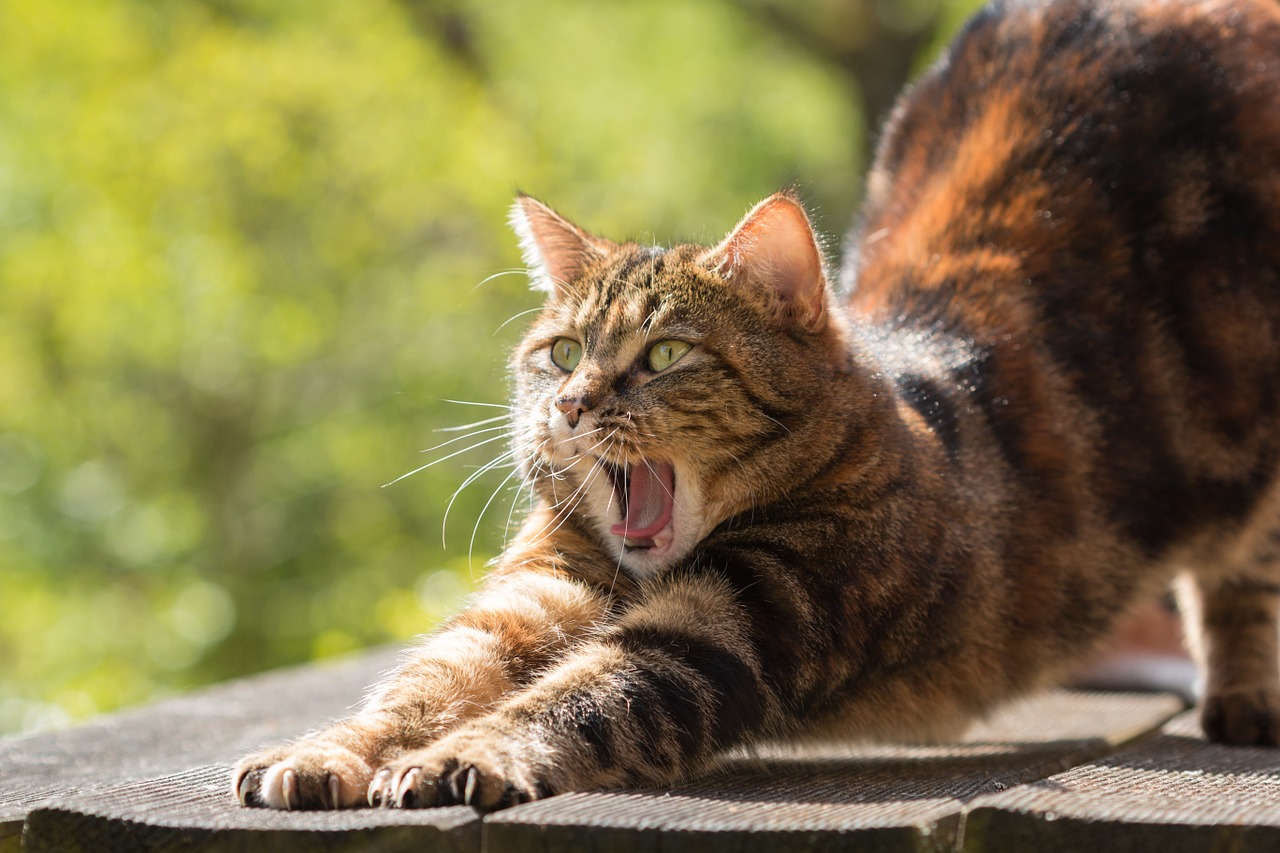 Image - cat tired yawn stretch relaxed