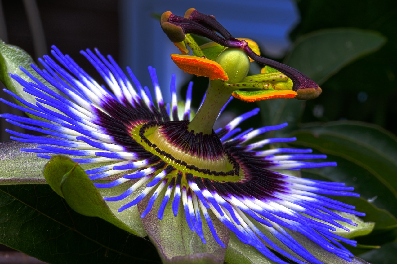 Image - passion flower blue