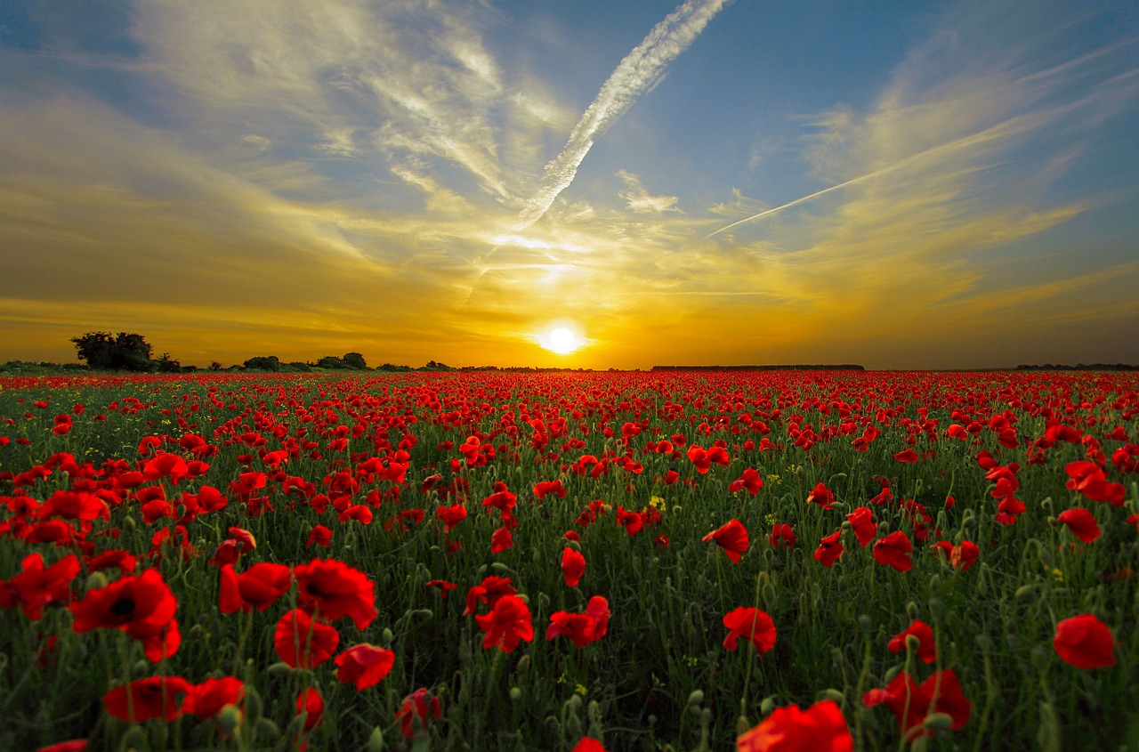 Image - sunset field poppy sun priroda