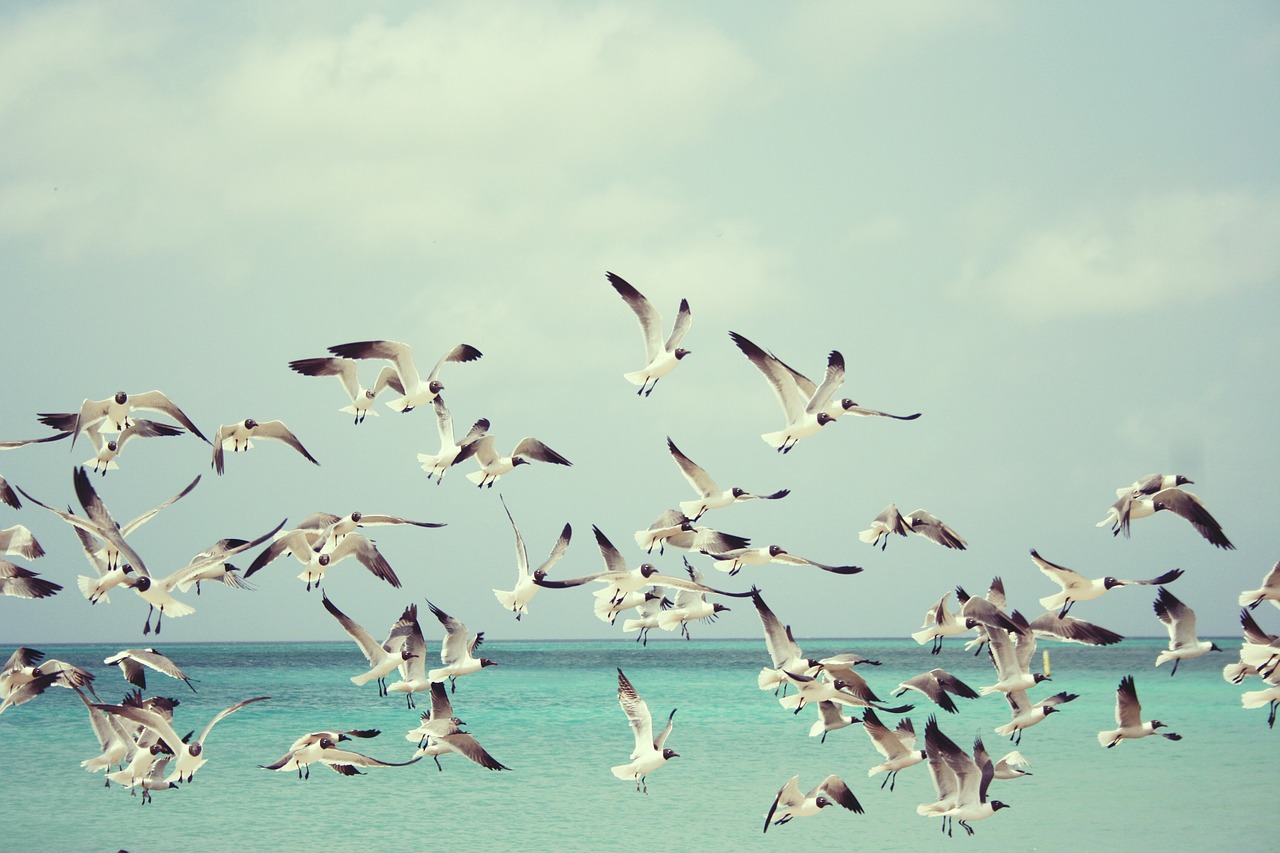 Image - seagulls beach bird birds wings