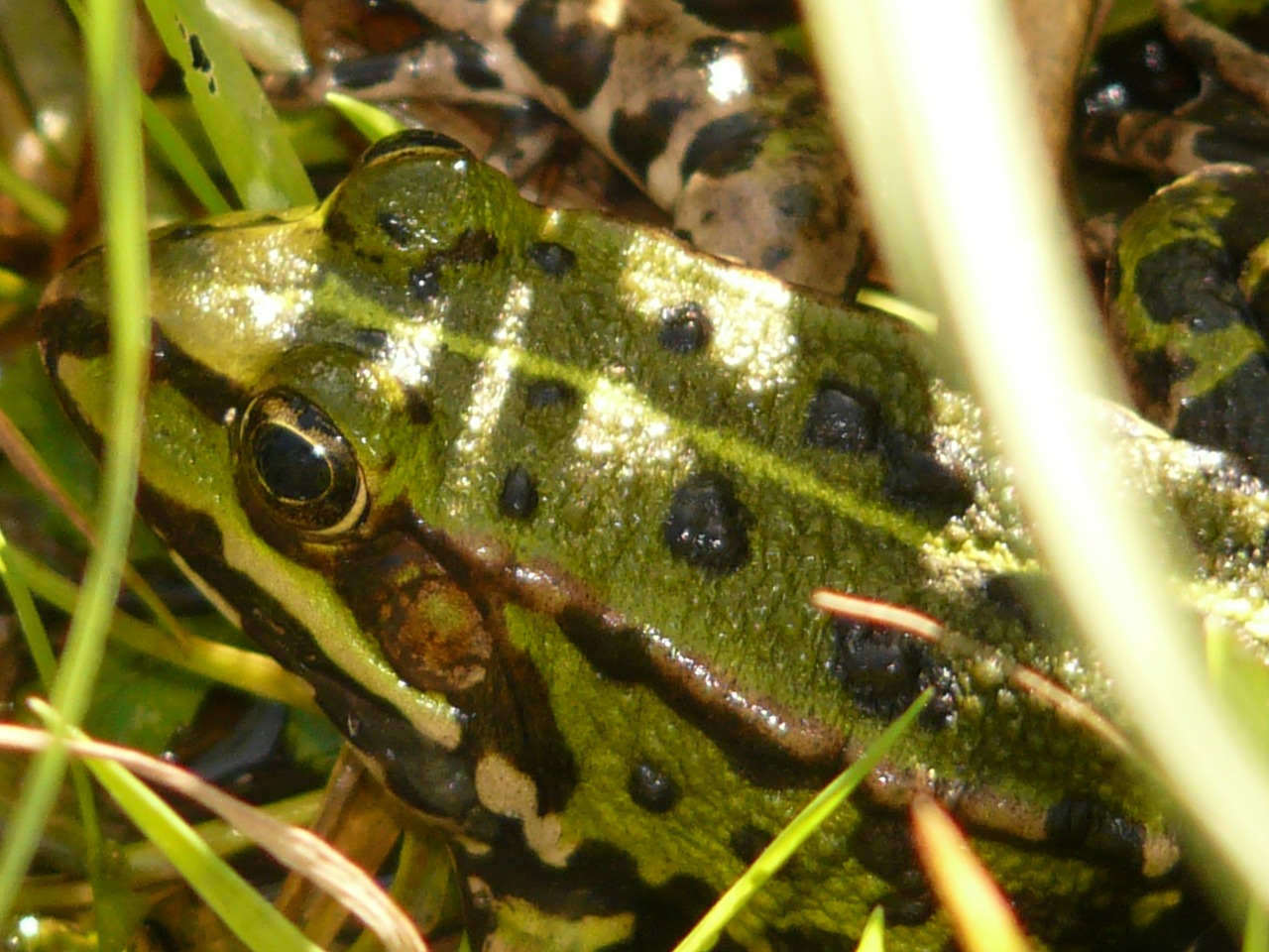 Image - frog tree frog animal green grass